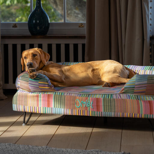 Ein retriever, der auf dem elektrischen hundebett pawsteps ruht