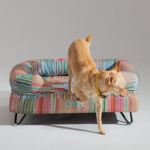 Ein chihuahua springt vom elektrischen hundebett pawsteps