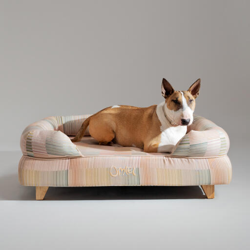 Ein bullterrier ruht sich im pawsteps natural bolster hundebett aus