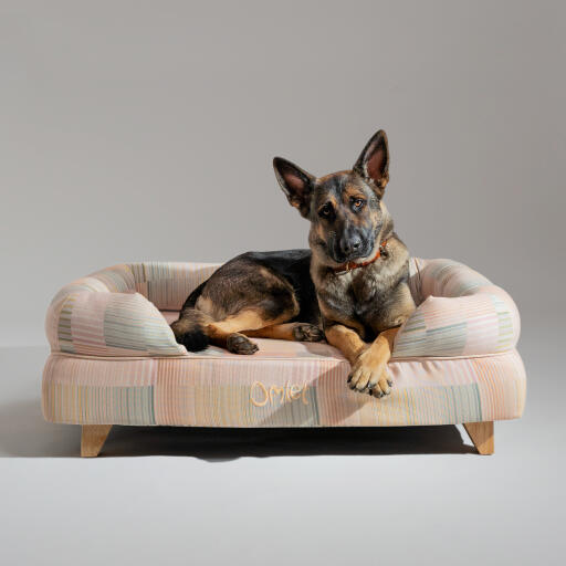 Ein deutscher schäferhund ruht sich im pawsteps natural bolster hundebett aus