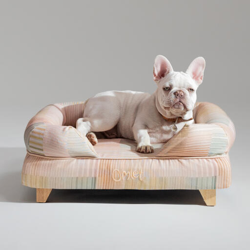 Eine französische bulldogge, die sich im pawsteps natural bolster hundebett entspannt