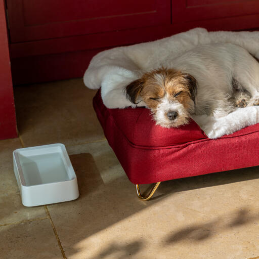 Hund schläft auf seinem nackenrollen-hundebett