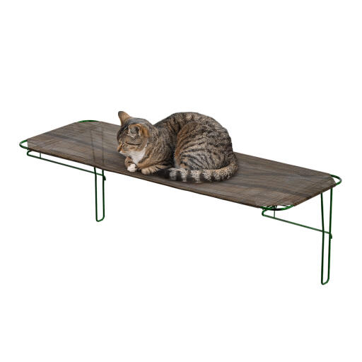 Katze, die sich in einem katzenregal für ein katzenklo ausruht
