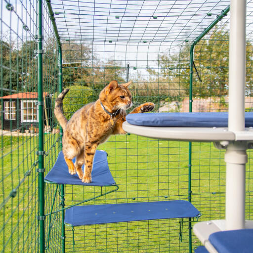 Katze stehend auf blauem outdoor-katzenregal im catio-auslauf mit sichtbaren entwässerungslöchern