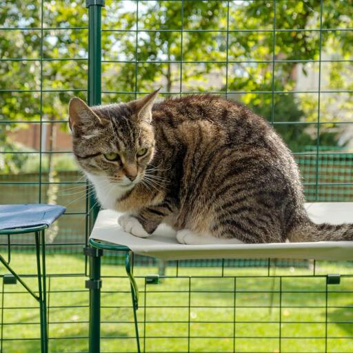 Katze sitzt auf weißem wasserdichtem katzenregal im freien