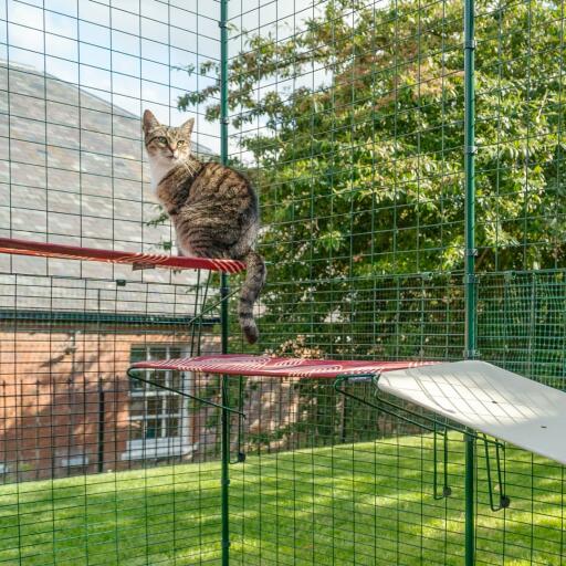 Katze sitzt auf rotem wasserdichtem katzenregal im freiluft-catio