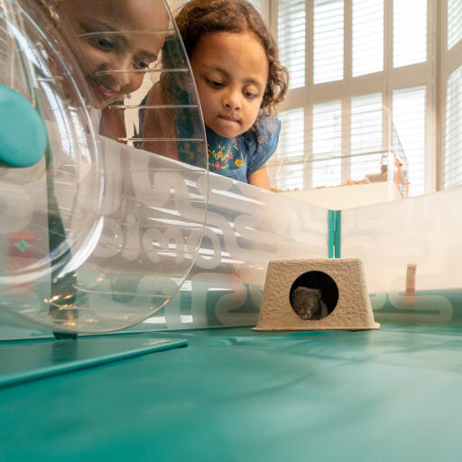 Ein hamster und eine kammer verstecken sich in einem hamsterlaufstall