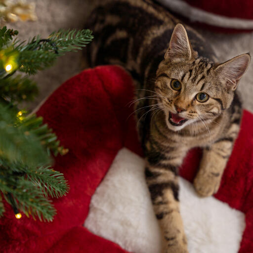 Ein Kätzchen im weihnachtlichen Katzenbett von Omlet