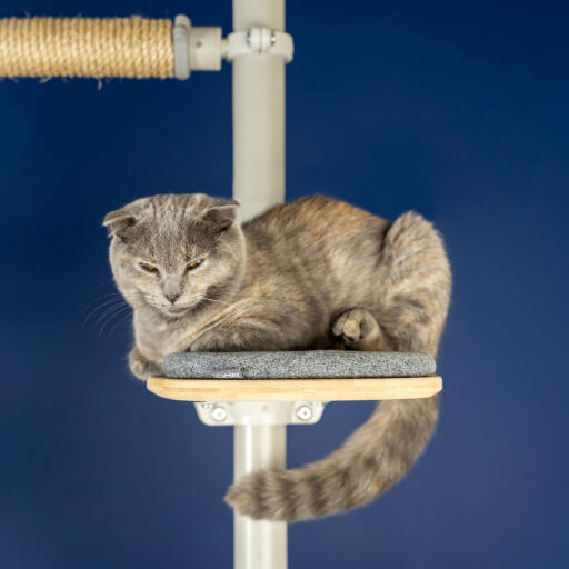 Eine schottische faltkatze, die auf einem kratzbaum mit blauem hintergrund sitzt.