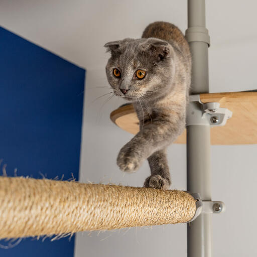 Eine katze, die an einer horizontalen stange eines kratzbaums entlangläuft