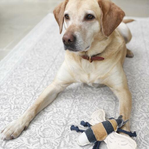 Hund mit hundespielzeug biene