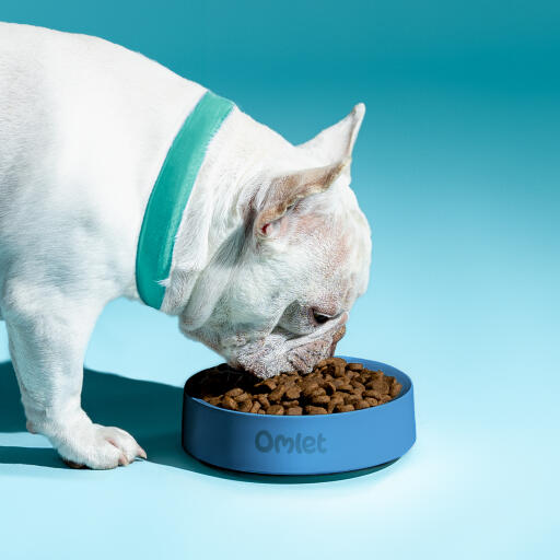 Weiße französische bulldogge frisst aus einem Omlet hundenapf in farbe sturm