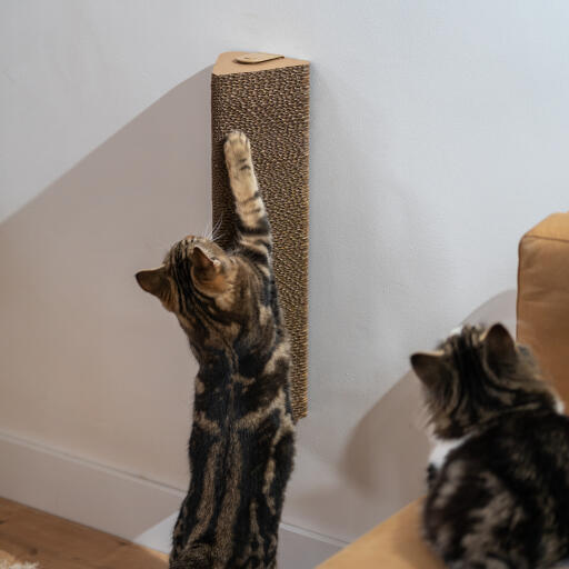 Katze spielt mit dem wandmontierten kratzbaum