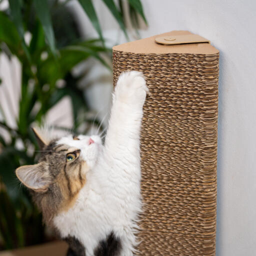 Katze spielt mit dem wandmontierten kratzbaum