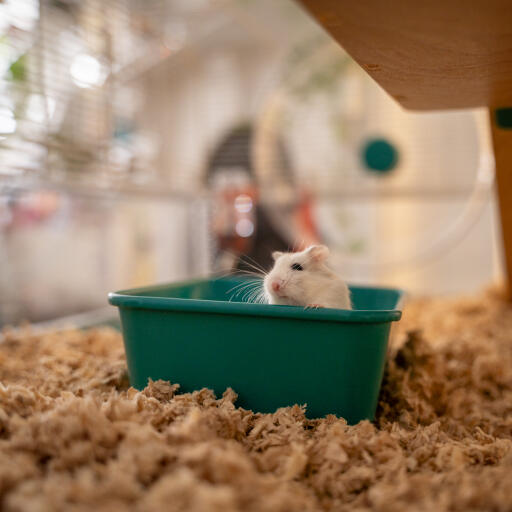 Eine kleine rennmaus im hamster-sandbad