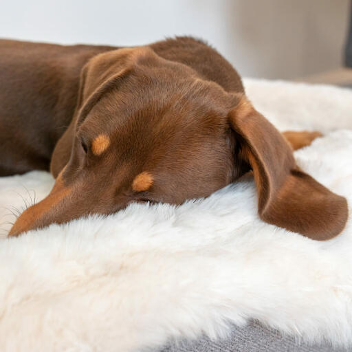 Nahaufnahme eines dackels, der auf einem Omlet Topology hundebett mit schafsfellauflage schläft