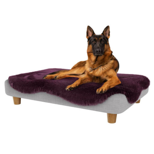 Deutscher schäferhund im großen Topology hundebett