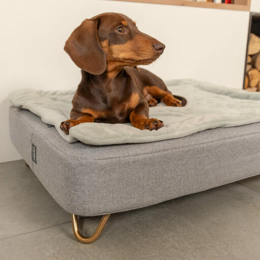 Dackel sitzend auf Omlet Topology hundebett mit gestepptem bezug und Gold hairpin feet