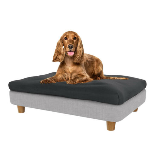 Cocker im mittleren Topology hundebett