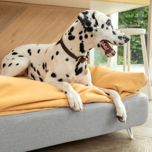 Dalmatiner sitzend auf Omlet Topology hundebett mit sitzsack-topper und weißen haarnadelfüßen