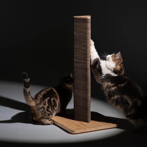 Zwei katzen mit Stak kratzbaum vor einem dunklen hintergrund