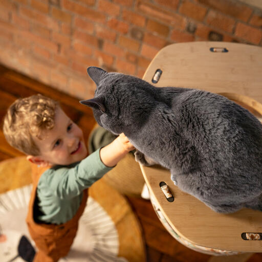 Kleiner junge greift nach einer katze in einer Freestyle katzenhängematte