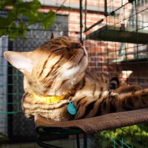 Langlebige katzenregale für draußen