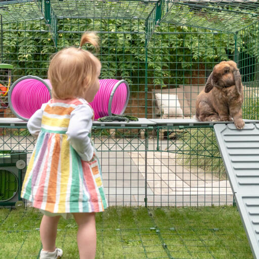 Ein kaninchen sitzt auf Zippi plattform mit rosa Zippi kaninchentunnel und rampe