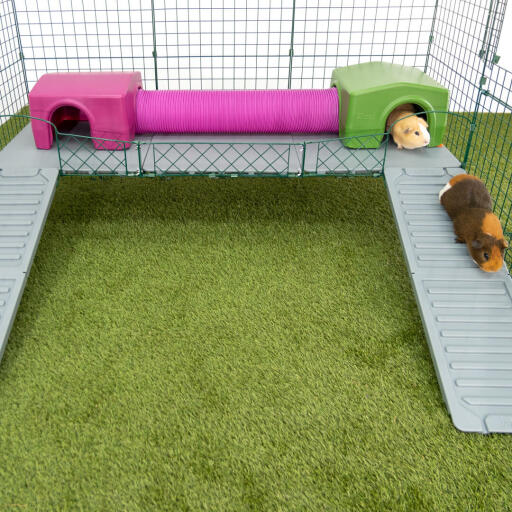Meerschweinchen im auslauf mit rampe, tunnel und meerschweinchenunterständen