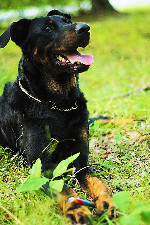 Beauceron Hunde Informationen zu den Bienenarten Omlet