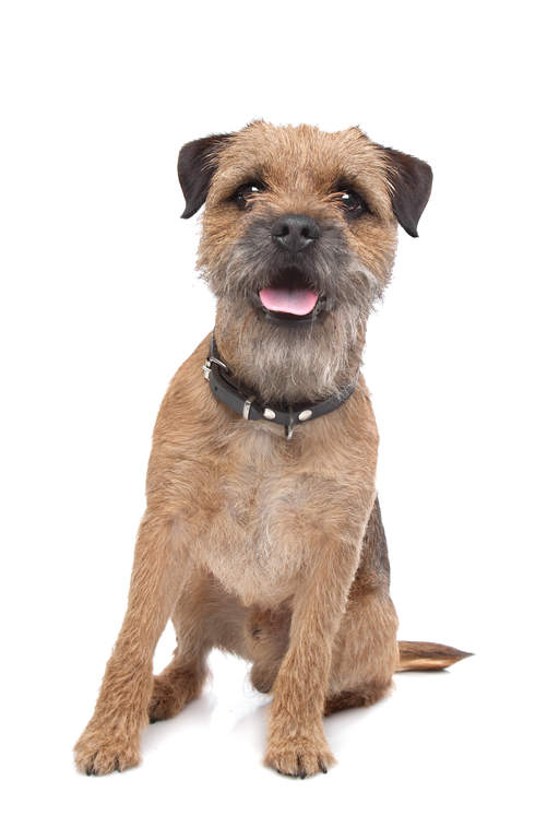Border Terrier | Hunde...
