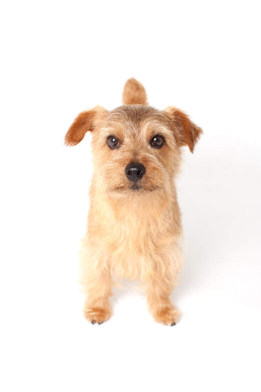 Norfolk Terrier Hunde Informationen Zu Den Bienenarten Omlet