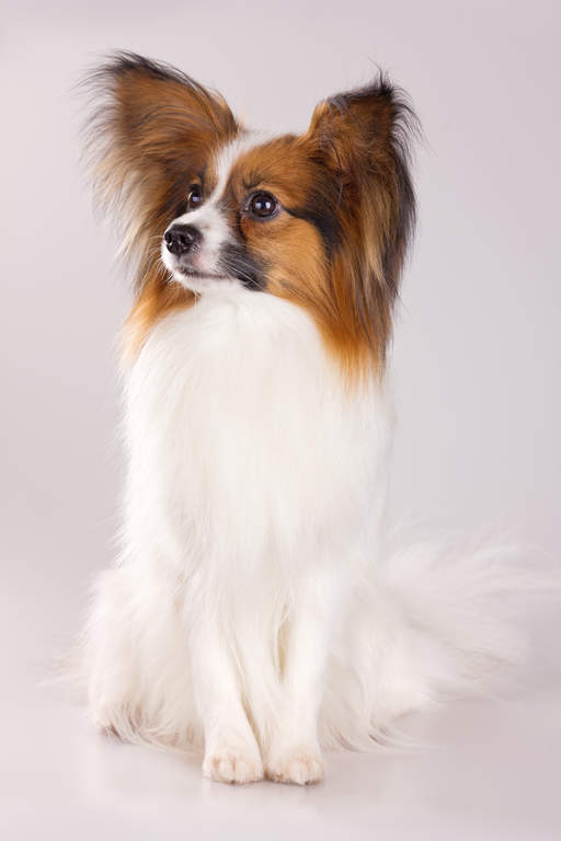 Papillon Hunde Informationen Zu Den Bienenarten Omlet
