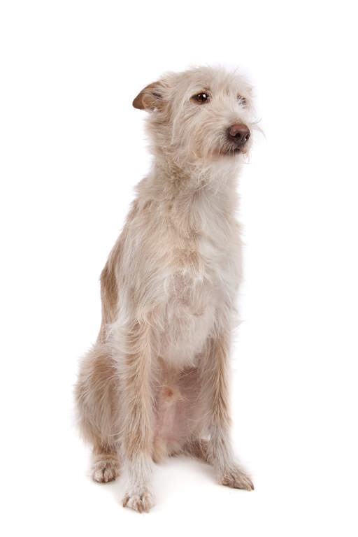 Scruffy Dog Breeds Scruffy Dog Breeds