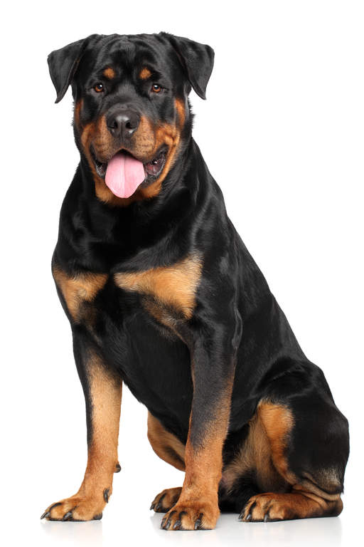 Dog-Rottweiler-A_proud_looking_Rottweiler_sitting_neatly_waiting_for_a_command.jpg
