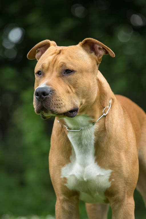 Staffordshire Bullterrier | Hunde | Informationen zu den Rassen | Omlet