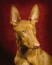 Eine nahaufnahme des schönen kurzen fells und der großen, spitzen ohren eines pharaoh hound