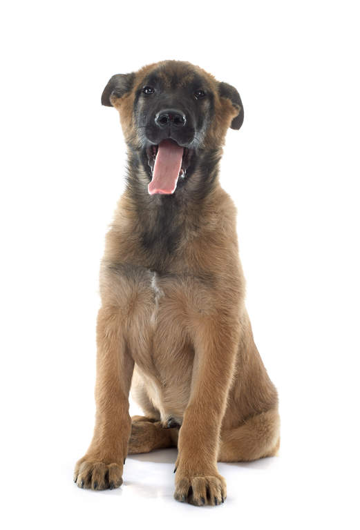 pic Belgian Malinois Puppy Ears Down belgischer schaferhund malinois hunde