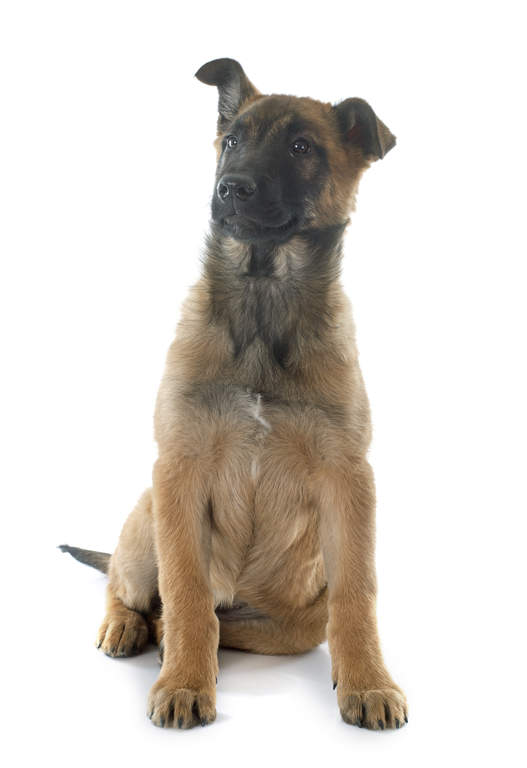 photo Belgian Malinois Puppy Ears Down belgischer schaferhund malinois hunde