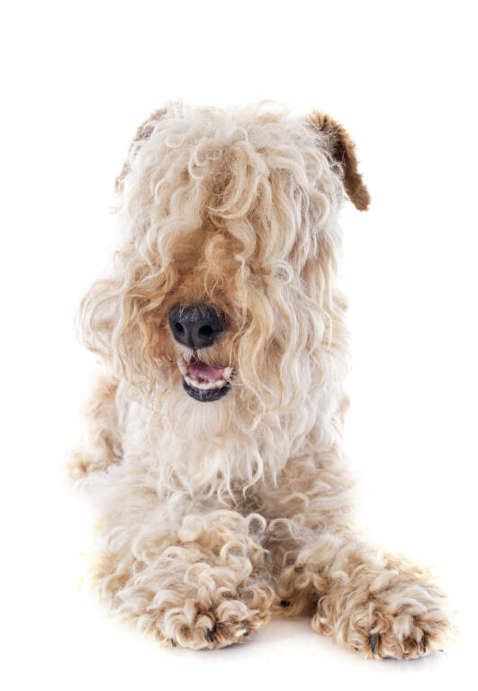 Lakeland Terrier Hunde Rassen Information Omlet