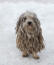 Ein komondor mit einem wundervollen langen fell, der im garten spielt Snow