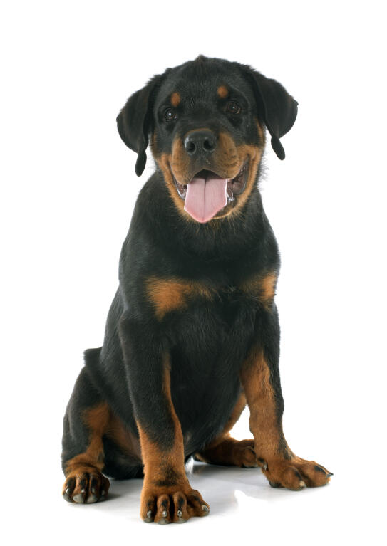 are rottweilers safe rottweiler hunde informationen zu den bienenarten omlet are rottweilers safe rottweiler hunde informationen zu den bienenarten omlet