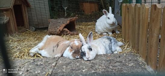 Levi, Molly und Alaska 