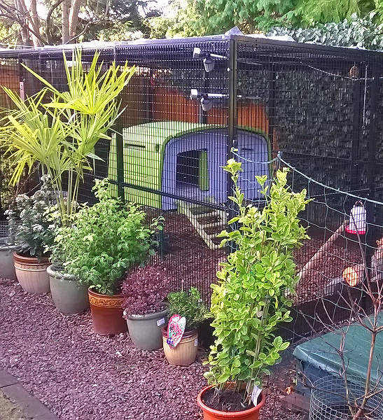 Customer Images - Eglu Cube Chicken Coop - ( 30 of 115 )