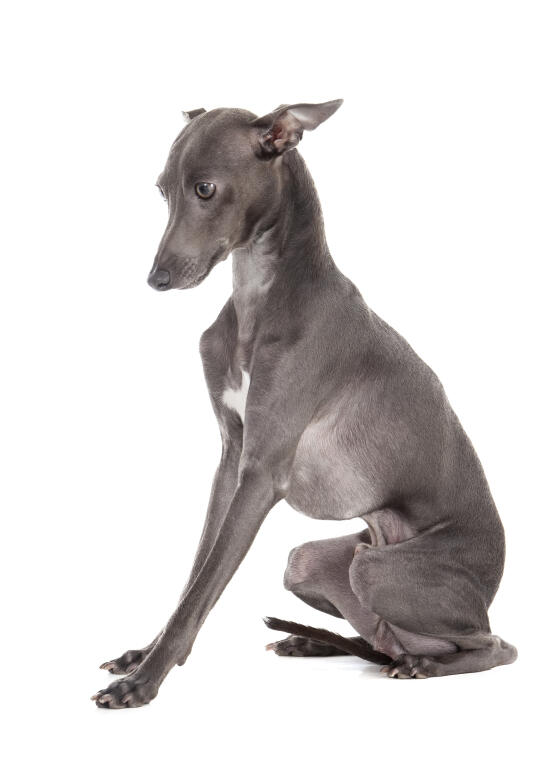 Italian Greyhound Hunde Informationen Zu Den Bienenarten Omlet