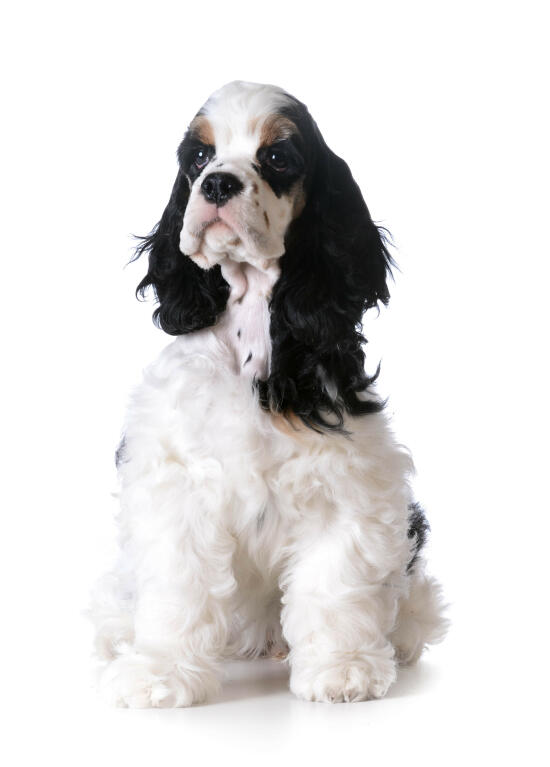 Cocker Spaniel American Hunde Informationen Zu Den Bienenarten