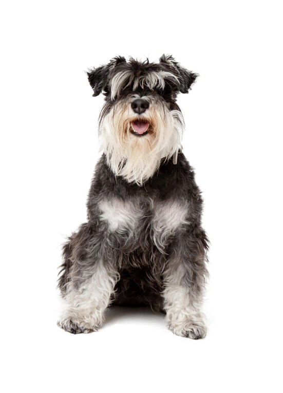 Dog Breed Scottish Standard Medium Toy Dog Breed Scottish Standard Medium Toy