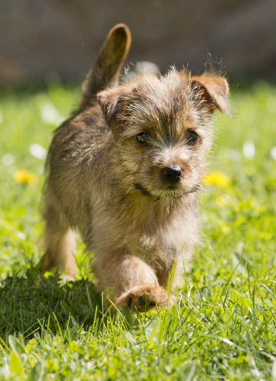 Norfolk Terrier Hunde Informationen Zu Den Bienenarten Omlet