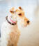 Die wunderbare, lange nase und die drahtigen ohren eines foxterriers