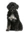 Ein schöner, flauschiger schwarzer portugiesischer wasserhund